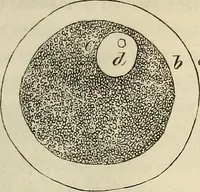 Picture 94 of 209 from Mikroskopische Bilder : Naturansichten aus dem kleinsten Raume ; ein Gemälde des Mikrokosmus in seinen Gestalten und Gesetzen (1853), leaf 298