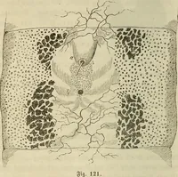 Picture 95 of 209 from Mikroskopische Bilder : Naturansichten aus dem kleinsten Raume ; ein Gemälde des Mikrokosmus in seinen Gestalten und Gesetzen (1853), leaf 299