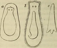 Picture 96 of 209 from Mikroskopische Bilder : Naturansichten aus dem kleinsten Raume ; ein Gemälde des Mikrokosmus in seinen Gestalten und Gesetzen (1853), leaf 303