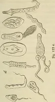 Picture 97 of 209 from Mikroskopische Bilder : Naturansichten aus dem kleinsten Raume ; ein Gemälde des Mikrokosmus in seinen Gestalten und Gesetzen (1853), leaf 304