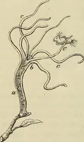 Picture 98 of 209 from Mikroskopische Bilder : Naturansichten aus dem kleinsten Raume ; ein Gemälde des Mikrokosmus in seinen Gestalten und Gesetzen (1853), leaf 305