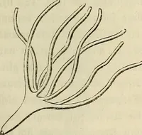 Picture 99 of 209 from Mikroskopische Bilder : Naturansichten aus dem kleinsten Raume ; ein Gemälde des Mikrokosmus in seinen Gestalten und Gesetzen (1853), leaf 306