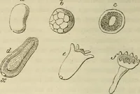 Picture 100 of 209 from Mikroskopische Bilder : Naturansichten aus dem kleinsten Raume ; ein Gemälde des Mikrokosmus in seinen Gestalten und Gesetzen (1853), leaf 307