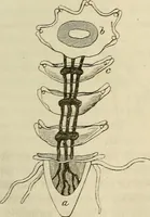 An illustration from Mikroskopische Bilder : Naturansichten aus dem kleinsten Raume ; ein Gemälde des Mikrokosmus in seinen Gestalten und Gesetzen (1853)
