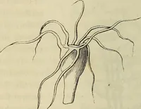 Picture 102 of 209 from Mikroskopische Bilder : Naturansichten aus dem kleinsten Raume ; ein Gemälde des Mikrokosmus in seinen Gestalten und Gesetzen (1853), leaf 309