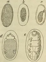 Picture 103 of 209 from Mikroskopische Bilder : Naturansichten aus dem kleinsten Raume ; ein Gemälde des Mikrokosmus in seinen Gestalten und Gesetzen (1853), leaf 312