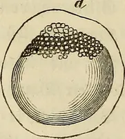 Picture 104 of 209 from Mikroskopische Bilder : Naturansichten aus dem kleinsten Raume ; ein Gemälde des Mikrokosmus in seinen Gestalten und Gesetzen (1853), leaf 313