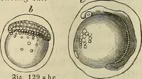 Picture 105 of 209 from Mikroskopische Bilder : Naturansichten aus dem kleinsten Raume ; ein Gemälde des Mikrokosmus in seinen Gestalten und Gesetzen (1853), leaf 313