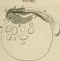 An illustration from Mikroskopische Bilder : Naturansichten aus dem kleinsten Raume ; ein Gemälde des Mikrokosmus in seinen Gestalten und Gesetzen (1853)