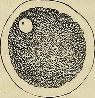 Picture 107 of 209 from Mikroskopische Bilder : Naturansichten aus dem kleinsten Raume ; ein Gemälde des Mikrokosmus in seinen Gestalten und Gesetzen (1853), leaf 317