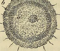 An illustration from Mikroskopische Bilder : Naturansichten aus dem kleinsten Raume ; ein Gemälde des Mikrokosmus in seinen Gestalten und Gesetzen (1853)