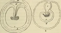 An illustration from Mikroskopische Bilder : Naturansichten aus dem kleinsten Raume ; ein Gemälde des Mikrokosmus in seinen Gestalten und Gesetzen (1853)