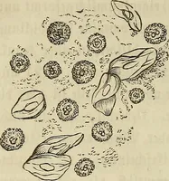 Picture 110 of 209 from Mikroskopische Bilder : Naturansichten aus dem kleinsten Raume ; ein Gemälde des Mikrokosmus in seinen Gestalten und Gesetzen (1853), leaf 331