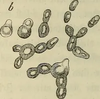 An illustration from Mikroskopische Bilder : Naturansichten aus dem kleinsten Raume ; ein Gemälde des Mikrokosmus in seinen Gestalten und Gesetzen (1853)