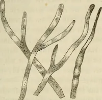 An illustration from Mikroskopische Bilder : Naturansichten aus dem kleinsten Raume ; ein Gemälde des Mikrokosmus in seinen Gestalten und Gesetzen (1853)