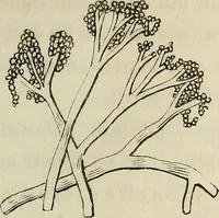 Picture 115 of 209 from Mikroskopische Bilder : Naturansichten aus dem kleinsten Raume ; ein Gemälde des Mikrokosmus in seinen Gestalten und Gesetzen (1853), leaf 342