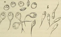 Picture 116 of 209 from Mikroskopische Bilder : Naturansichten aus dem kleinsten Raume ; ein Gemälde des Mikrokosmus in seinen Gestalten und Gesetzen (1853), leaf 342