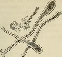 Picture 117 of 209 from Mikroskopische Bilder : Naturansichten aus dem kleinsten Raume ; ein Gemälde des Mikrokosmus in seinen Gestalten und Gesetzen (1853), leaf 344