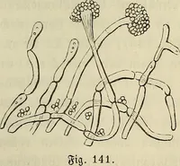 Picture 118 of 209 from Mikroskopische Bilder : Naturansichten aus dem kleinsten Raume ; ein Gemälde des Mikrokosmus in seinen Gestalten und Gesetzen (1853), leaf 344