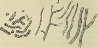 Picture 119 of 209 from Mikroskopische Bilder : Naturansichten aus dem kleinsten Raume ; ein Gemälde des Mikrokosmus in seinen Gestalten und Gesetzen (1853), leaf 345