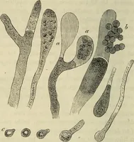 Picture 120 of 209 from Mikroskopische Bilder : Naturansichten aus dem kleinsten Raume ; ein Gemälde des Mikrokosmus in seinen Gestalten und Gesetzen (1853), leaf 347
