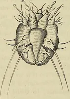 Picture 121 of 209 from Mikroskopische Bilder : Naturansichten aus dem kleinsten Raume ; ein Gemälde des Mikrokosmus in seinen Gestalten und Gesetzen (1853), leaf 349