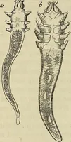 Picture 122 of 209 from Mikroskopische Bilder : Naturansichten aus dem kleinsten Raume ; ein Gemälde des Mikrokosmus in seinen Gestalten und Gesetzen (1853), leaf 351
