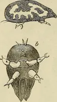 Picture 124 of 209 from Mikroskopische Bilder : Naturansichten aus dem kleinsten Raume ; ein Gemälde des Mikrokosmus in seinen Gestalten und Gesetzen (1853), leaf 353