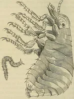 Picture 125 of 209 from Mikroskopische Bilder : Naturansichten aus dem kleinsten Raume ; ein Gemälde des Mikrokosmus in seinen Gestalten und Gesetzen (1853), leaf 359