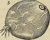 Picture 126 of 209 from Mikroskopische Bilder : Naturansichten aus dem kleinsten Raume ; ein Gemälde des Mikrokosmus in seinen Gestalten und Gesetzen (1853), leaf 361