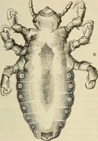 Picture 128 of 209 from Mikroskopische Bilder : Naturansichten aus dem kleinsten Raume ; ein Gemälde des Mikrokosmus in seinen Gestalten und Gesetzen (1853), leaf 362