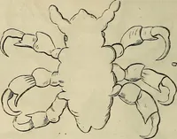 Picture 129 of 209 from Mikroskopische Bilder : Naturansichten aus dem kleinsten Raume ; ein Gemälde des Mikrokosmus in seinen Gestalten und Gesetzen (1853), leaf 363