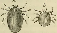 Picture 130 of 209 from Mikroskopische Bilder : Naturansichten aus dem kleinsten Raume ; ein Gemälde des Mikrokosmus in seinen Gestalten und Gesetzen (1853), leaf 364