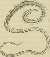 An illustration from Mikroskopische Bilder : Naturansichten aus dem kleinsten Raume ; ein Gemälde des Mikrokosmus in seinen Gestalten und Gesetzen (1853)