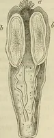 An illustration from Mikroskopische Bilder : Naturansichten aus dem kleinsten Raume ; ein Gemälde des Mikrokosmus in seinen Gestalten und Gesetzen (1853)