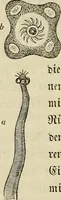 Picture 133 of 209 from Mikroskopische Bilder : Naturansichten aus dem kleinsten Raume ; ein Gemälde des Mikrokosmus in seinen Gestalten und Gesetzen (1853), leaf 373