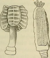 An illustration from Mikroskopische Bilder : Naturansichten aus dem kleinsten Raume ; ein Gemälde des Mikrokosmus in seinen Gestalten und Gesetzen (1853)