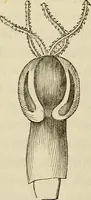 An illustration from Mikroskopische Bilder : Naturansichten aus dem kleinsten Raume ; ein Gemälde des Mikrokosmus in seinen Gestalten und Gesetzen (1853)