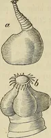 An illustration from Mikroskopische Bilder : Naturansichten aus dem kleinsten Raume ; ein Gemälde des Mikrokosmus in seinen Gestalten und Gesetzen (1853)