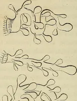 Picture 137 of 209 from Mikroskopische Bilder : Naturansichten aus dem kleinsten Raume ; ein Gemälde des Mikrokosmus in seinen Gestalten und Gesetzen (1853), leaf 387