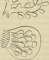An illustration from Mikroskopische Bilder : Naturansichten aus dem kleinsten Raume ; ein Gemälde des Mikrokosmus in seinen Gestalten und Gesetzen (1853)