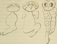 Picture 139 of 209 from Mikroskopische Bilder : Naturansichten aus dem kleinsten Raume ; ein Gemälde des Mikrokosmus in seinen Gestalten und Gesetzen (1853), leaf 388