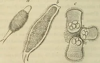 Picture 140 of 209 from Mikroskopische Bilder : Naturansichten aus dem kleinsten Raume ; ein Gemälde des Mikrokosmus in seinen Gestalten und Gesetzen (1853), leaf 391