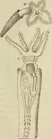 An illustration from Mikroskopische Bilder : Naturansichten aus dem kleinsten Raume ; ein Gemälde des Mikrokosmus in seinen Gestalten und Gesetzen (1853)