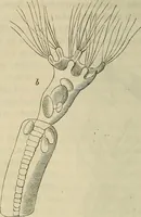 Picture 142 of 209 from Mikroskopische Bilder : Naturansichten aus dem kleinsten Raume ; ein Gemälde des Mikrokosmus in seinen Gestalten und Gesetzen (1853), leaf 393