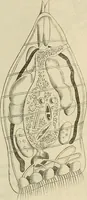 Picture 143 of 209 from Mikroskopische Bilder : Naturansichten aus dem kleinsten Raume ; ein Gemälde des Mikrokosmus in seinen Gestalten und Gesetzen (1853), leaf 394