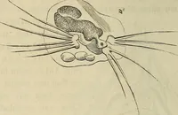 Picture 144 of 209 from Mikroskopische Bilder : Naturansichten aus dem kleinsten Raume ; ein Gemälde des Mikrokosmus in seinen Gestalten und Gesetzen (1853), leaf 395