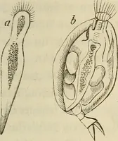 Picture 146 of 209 from Mikroskopische Bilder : Naturansichten aus dem kleinsten Raume ; ein Gemälde des Mikrokosmus in seinen Gestalten und Gesetzen (1853), leaf 396