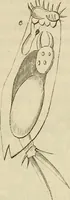 Picture 147 of 209 from Mikroskopische Bilder : Naturansichten aus dem kleinsten Raume ; ein Gemälde des Mikrokosmus in seinen Gestalten und Gesetzen (1853), leaf 396