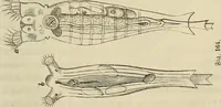 An illustration from Mikroskopische Bilder : Naturansichten aus dem kleinsten Raume ; ein Gemälde des Mikrokosmus in seinen Gestalten und Gesetzen (1853)